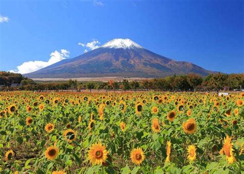 Musim Panas di Jepang