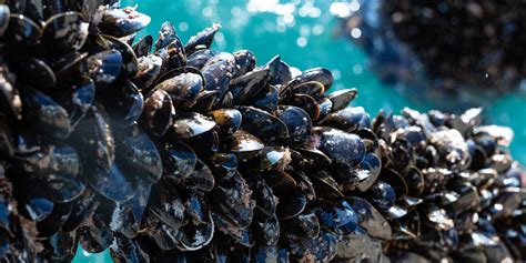 Mussel Farms