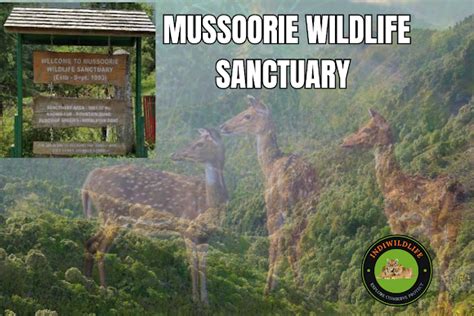 Natural Beauty and Wildlife of Mussoorie