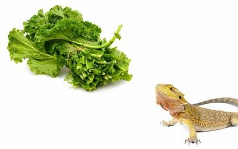 Mustard Greens Bearded Dragon: A Nutritious Diet for Your Pet