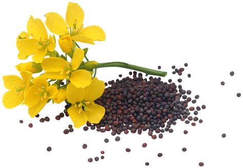Mustard 3D PNG