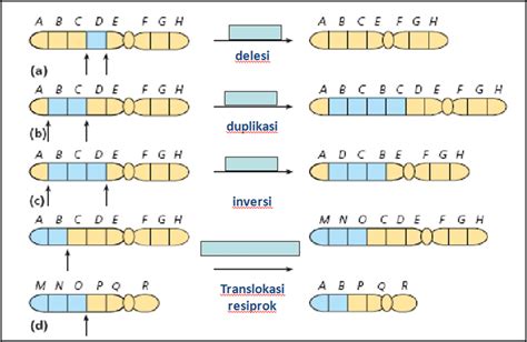 Mutasi Kromosom Duplikasi: Penjelasan Lengkap dan Dampaknya pada Kesehatan
