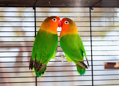 My Love Birds