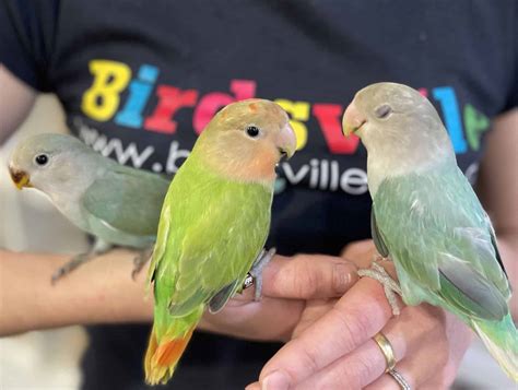 My Lovebird