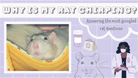 baby rat making weird noises ? : r/RATS