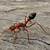 Myrmecia (ant)