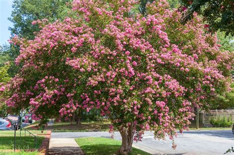 Myrtle Tree Image