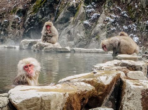 Review: Nagano Snow Monkey Private Tour – Low Price, High Fun!