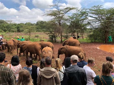 Nairobi Elephant Tour Booking
