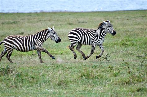 Nakuru zebra