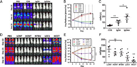 Image depicting Nalm-6 cells or a mouse xenograft model