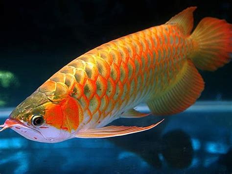 Nama Ilmiah Ikan Arwana: Fakta dan Keunikan