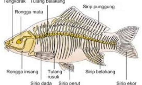 Nama Organ Gerak Ikan Dan Fungsi