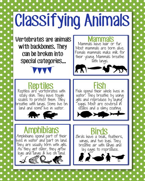 Two Classification of Animals Vertebrates and Invertebrates