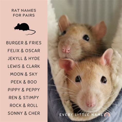 220+ Best Rat Names (Cool, Cute, and Funny) - Every Little Name