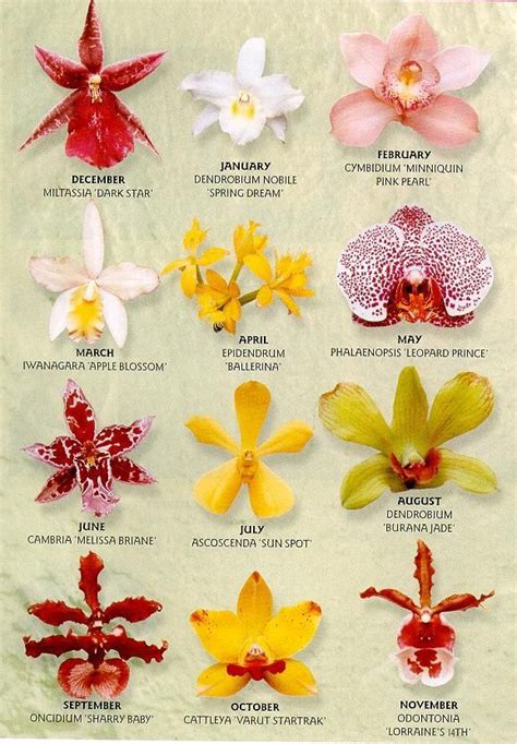 Names Of Different Types Of Orchids