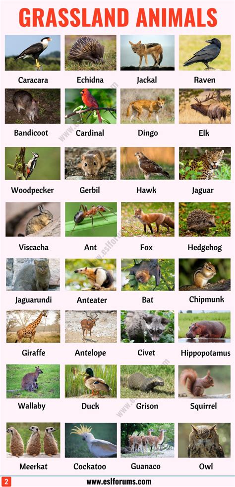 Names Of Garden Animals