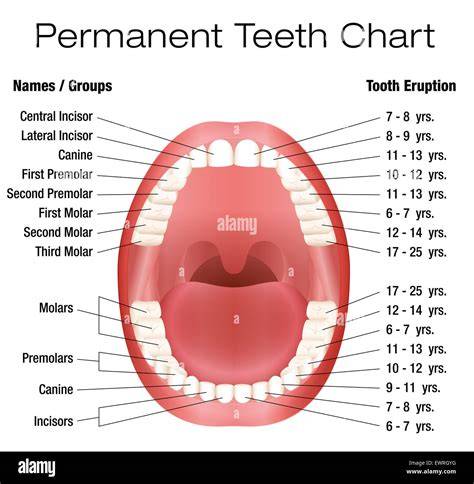 Names Of Teeth Chart
