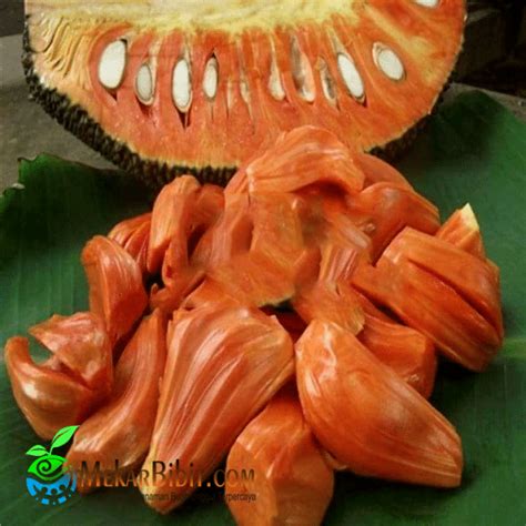 Nangka Merah