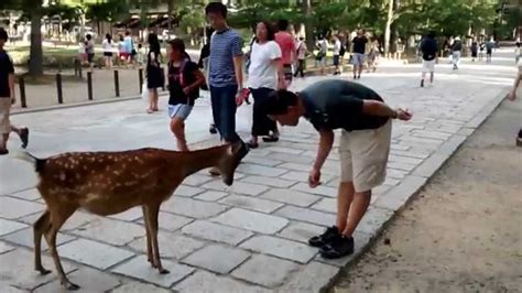 Nara Bowing Deer