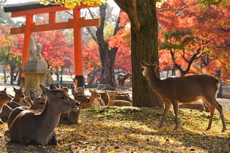 Nara Tour Guide