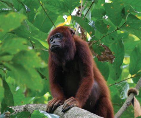 Nariva Swamp Monkeys