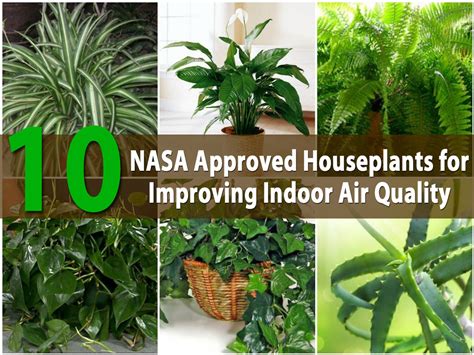 Top 10 NASA Approved Houseplants for Improving Indoor Air Quality DIY