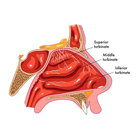 Anatomy, Head and Neck, Nose Interior Nasal Concha Article