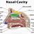 Nasal Anatomy