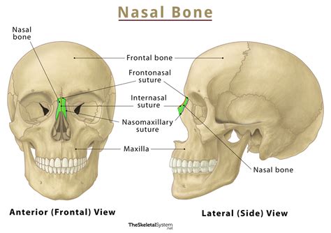Nasal Bones: Function, Disorders & Solutions