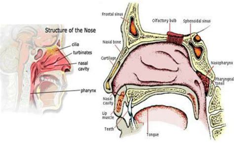 Nasal Cavity: Structure, Function & Breathing Explained.