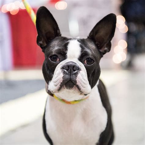 49+ Boston Terrier In National Dog Show Photo Bleumoonproductions