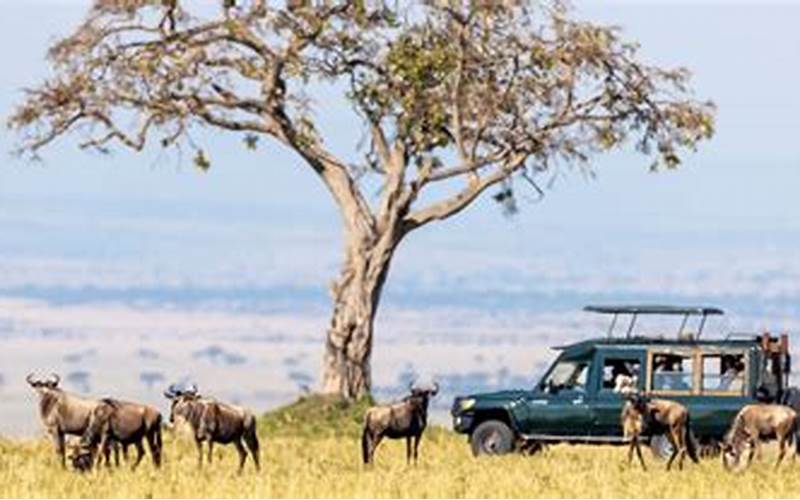 National Geographic Safari Private Jet Wildlife