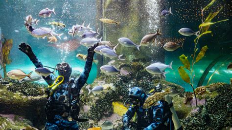 National Aquarium Tips