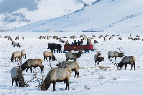National Elk Refuge