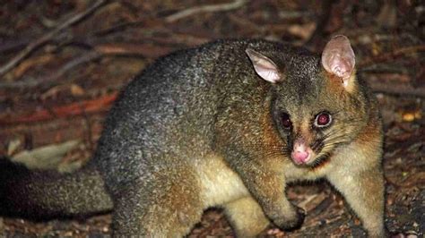 Native Animals Blue Mountains