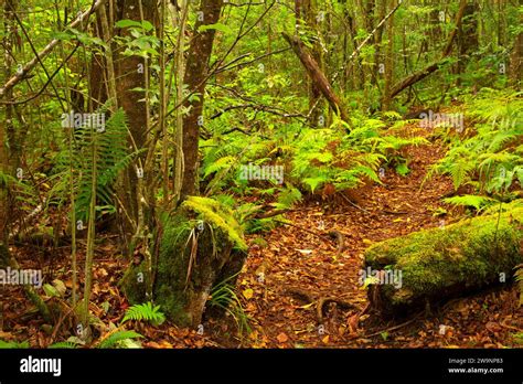 Native Forest Trail