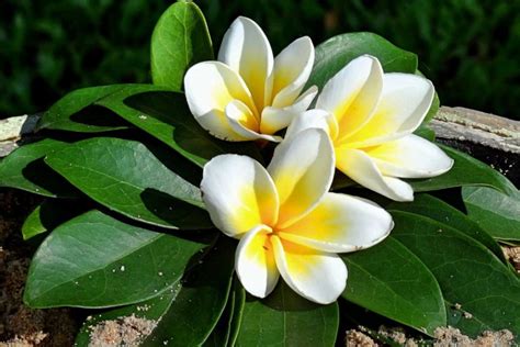 The Beauty Of Native Frangipani
