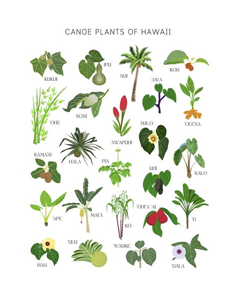 Native Hawaiian Plants
