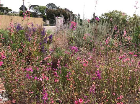 Native Plant Landscapers Near Me: The Benefits Of Choosing Local
