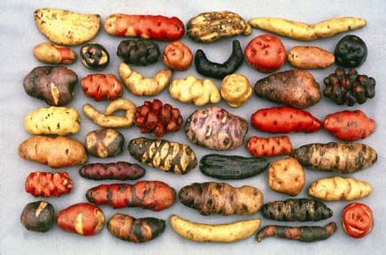 Native Potatoes Peru