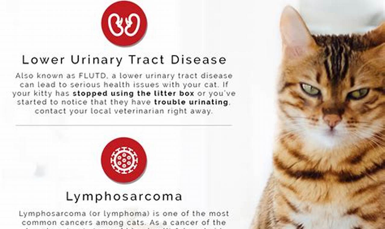 Natural remedies for common cat health issues