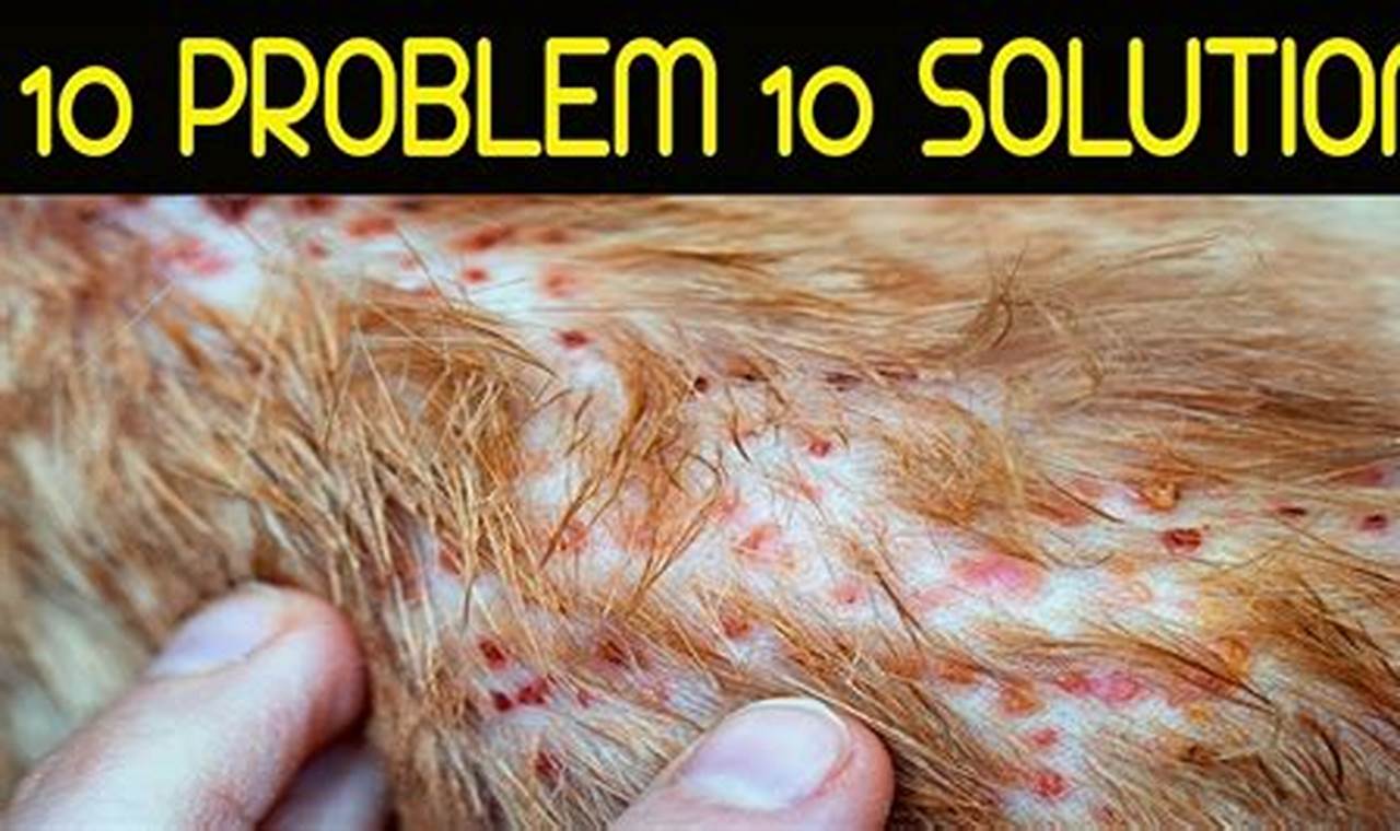 Natural remedies for common dog skin conditions