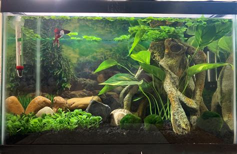 Natural Betta Tank