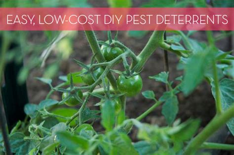 Natural DIY Deterrents