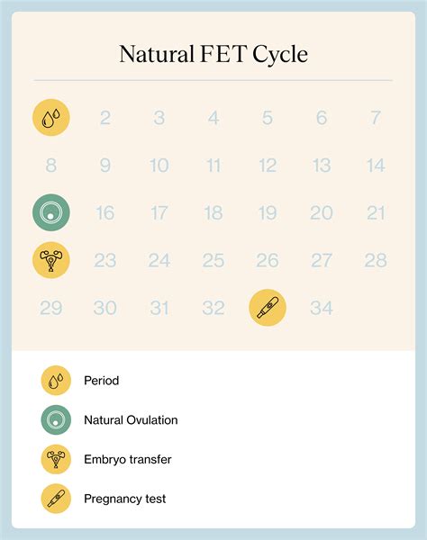 Natural Fet Cycle Calendar