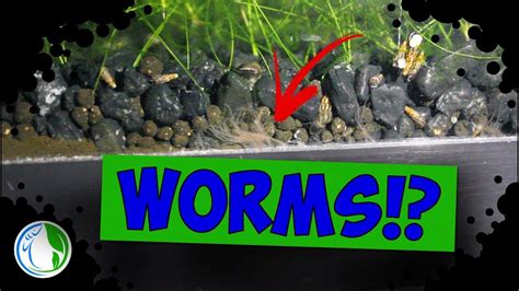 Natural Predators for Worm Infestations in Fish Tanks