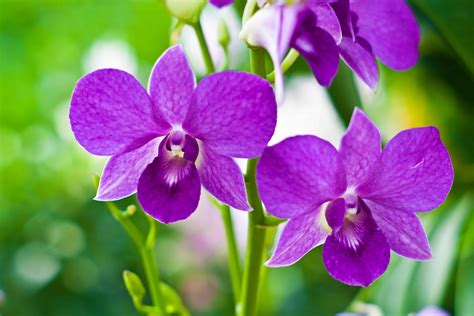 Natural Purple Orchids