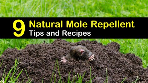 Natural Repellents for Mole Control