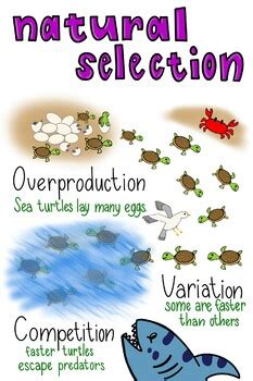 Natural Selection Anchor Chart
